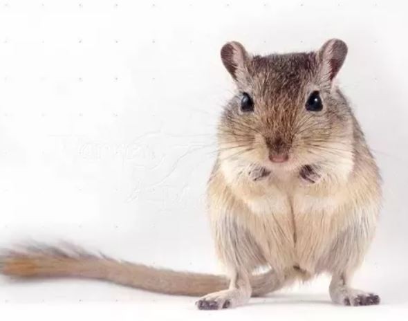 Miracle Spiritual Amagundwane Rats For Money