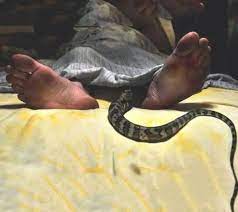 Mamlambo snake sacrifice