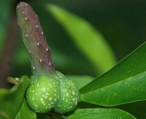 MUTUBA SEED OIL BENEFITS