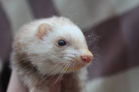 Ferret Transformation Spell