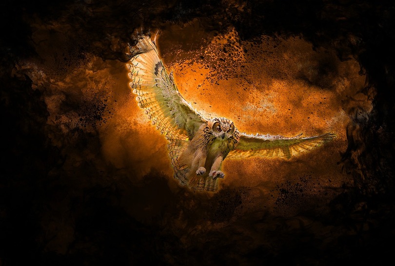 Owl Transformation Spell