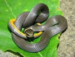 isikhafulo sesithombe