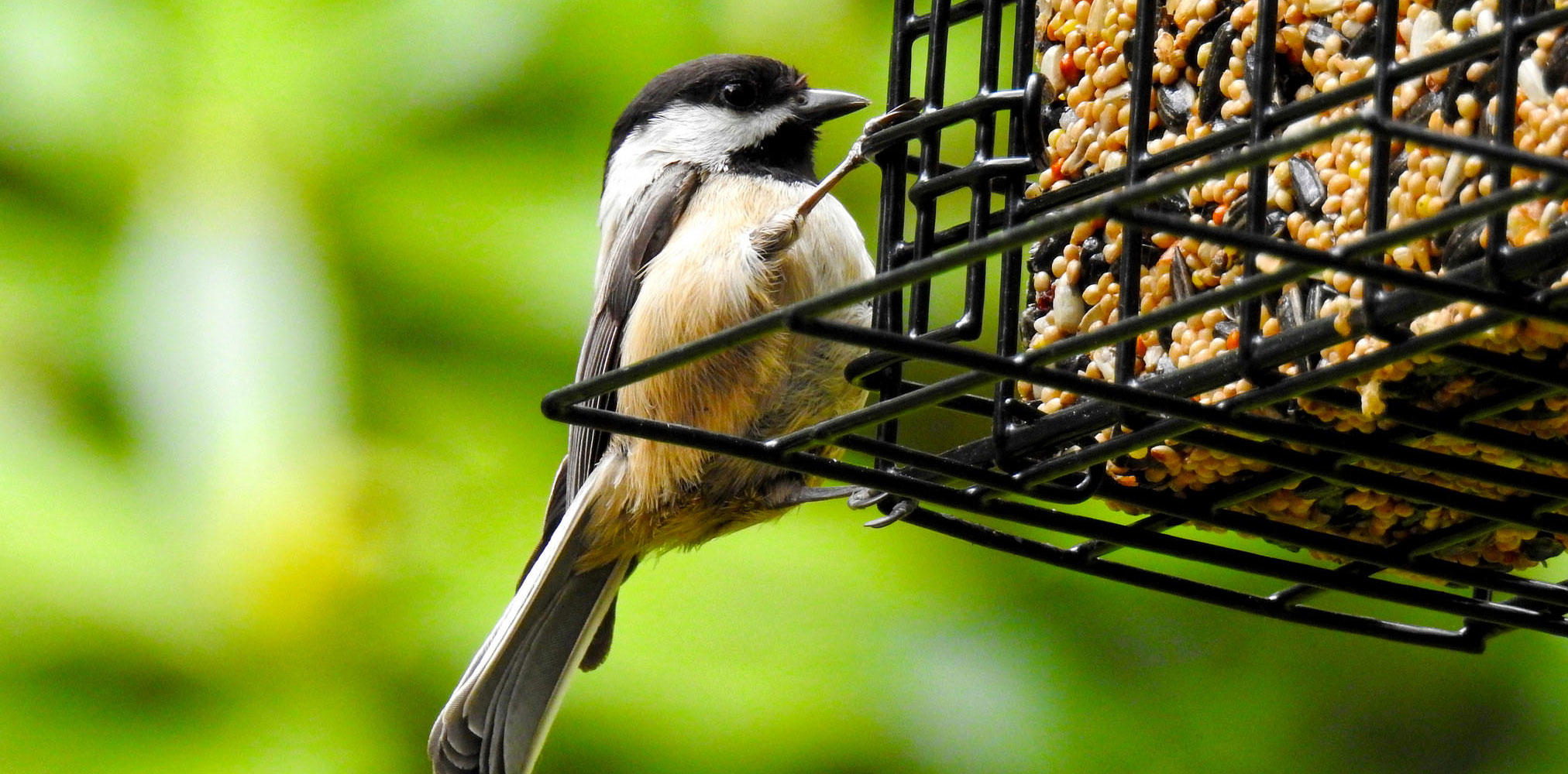 Attracting Birds